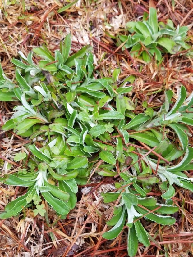 Shiny cudweed (Gamochaeta coarctata) has leaves that are glossy green on the upper surface and white and densely hairy on the underside of the leaf. Jackie Jordan, ©2021, Clemson Extension