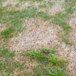 Springtime Turf Diseases Causing Patches in my Lawn?