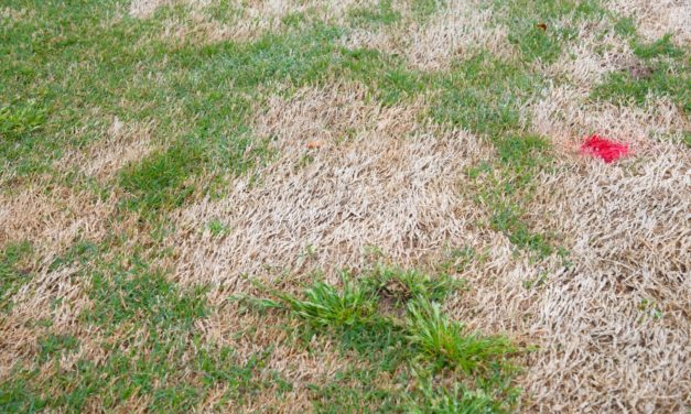 Springtime Turf Diseases Causing Patches in my Lawn?