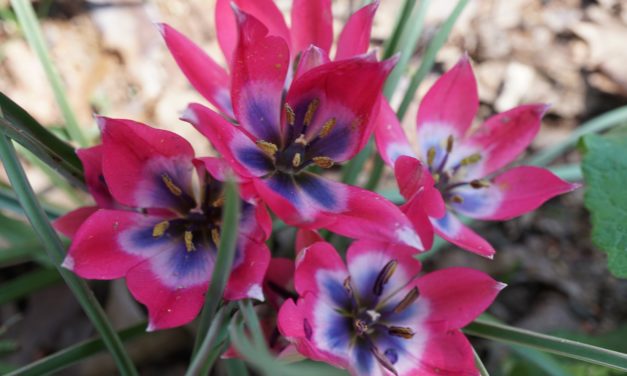 March 29 Week 5 Garden Photos