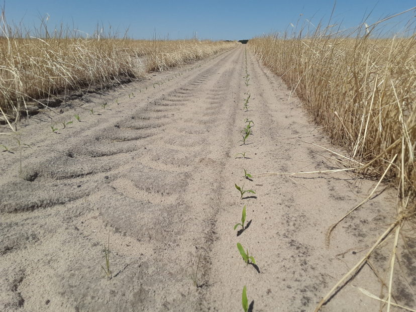 One of the first plantings of sweet corn is up and looking good.