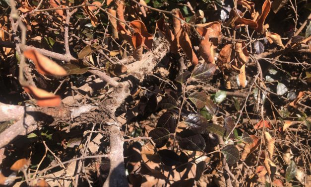 Bacterial Gall of Loropetalum