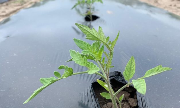 SC Fruit and Vegetable Field Report – April 5, 2021