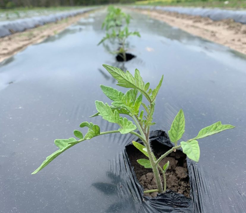 Tomatoes were looking okay before the cold nights.