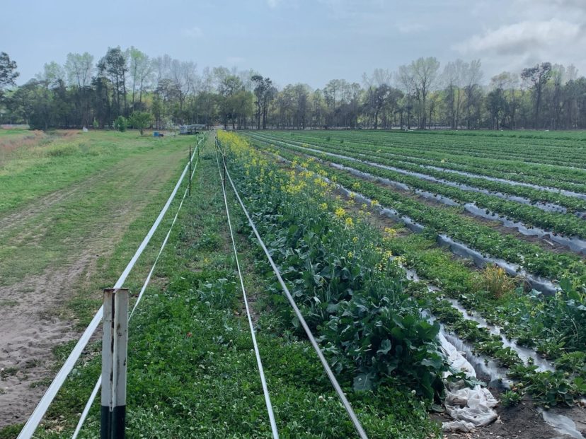 A fall-seeded brassica crop beside strawberries is blooming.