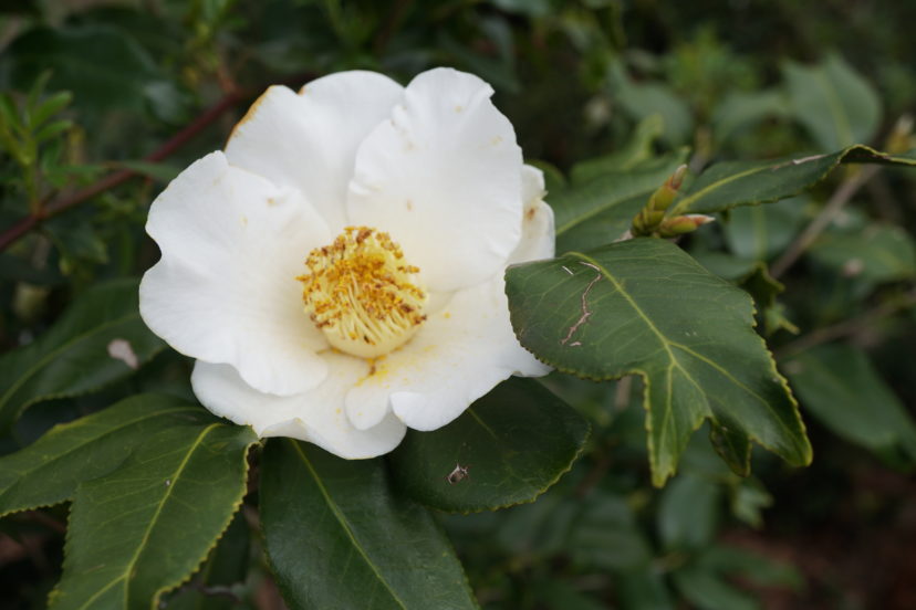 The blooms are medium-sized, bright white singles with prominent gold stamens.