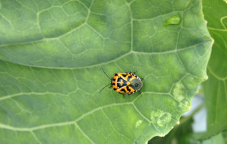 A harlequin bug adult (Murgantia histrionica) has a unique reddish-orange and black pattern on its back.