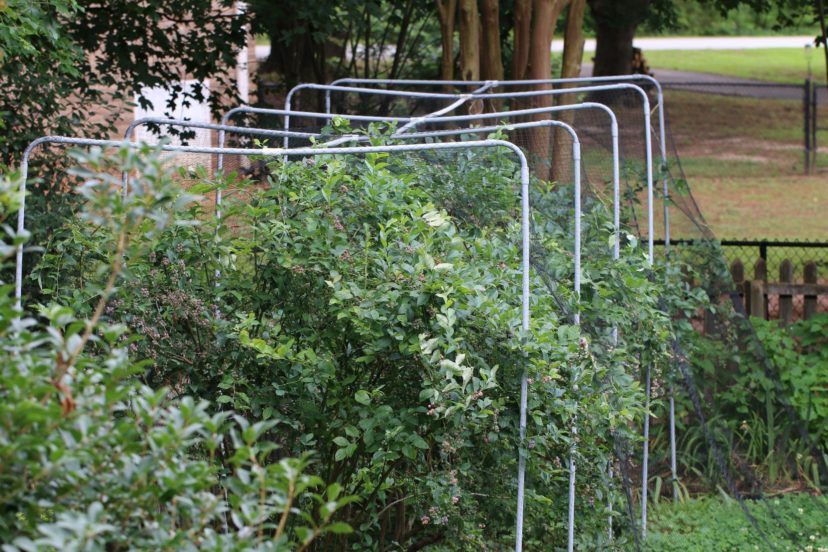 A temporary PVC frame supports bird netting, keeping it off of the plants. Cory Tanner, ©2021, Clemson Extension 