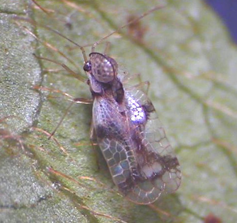 Adult azalea lace bugs are rather small insects. Paul Thompson, ©2021, Clemson Extension 