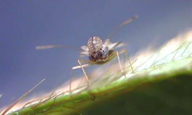 Azalea Lace Bugs