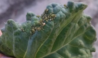 Aphid colonies may appear at any time, though they tend to be most common in fall crops.