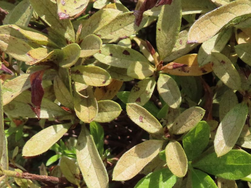 Azalea lace bug feeding habits leave telltale signs on the foliage. The leaves will have a whitish cast to them.Paul Thompson, ©2021, Clemson Extension 