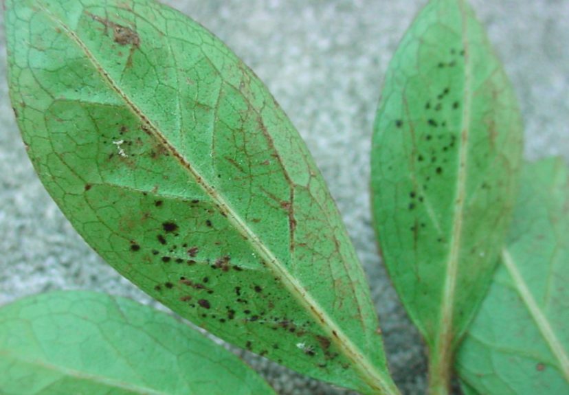 Azalea lace bugs feed on the undersides of the leaves. If you look on the underside of the leaves, you will see tiny tar like spots of excrement.Paul Thompson, ©2021, Clemson Extension 