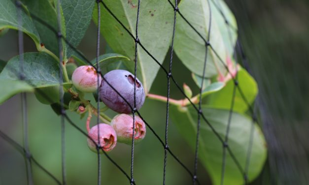 Protecting Berries from Birds