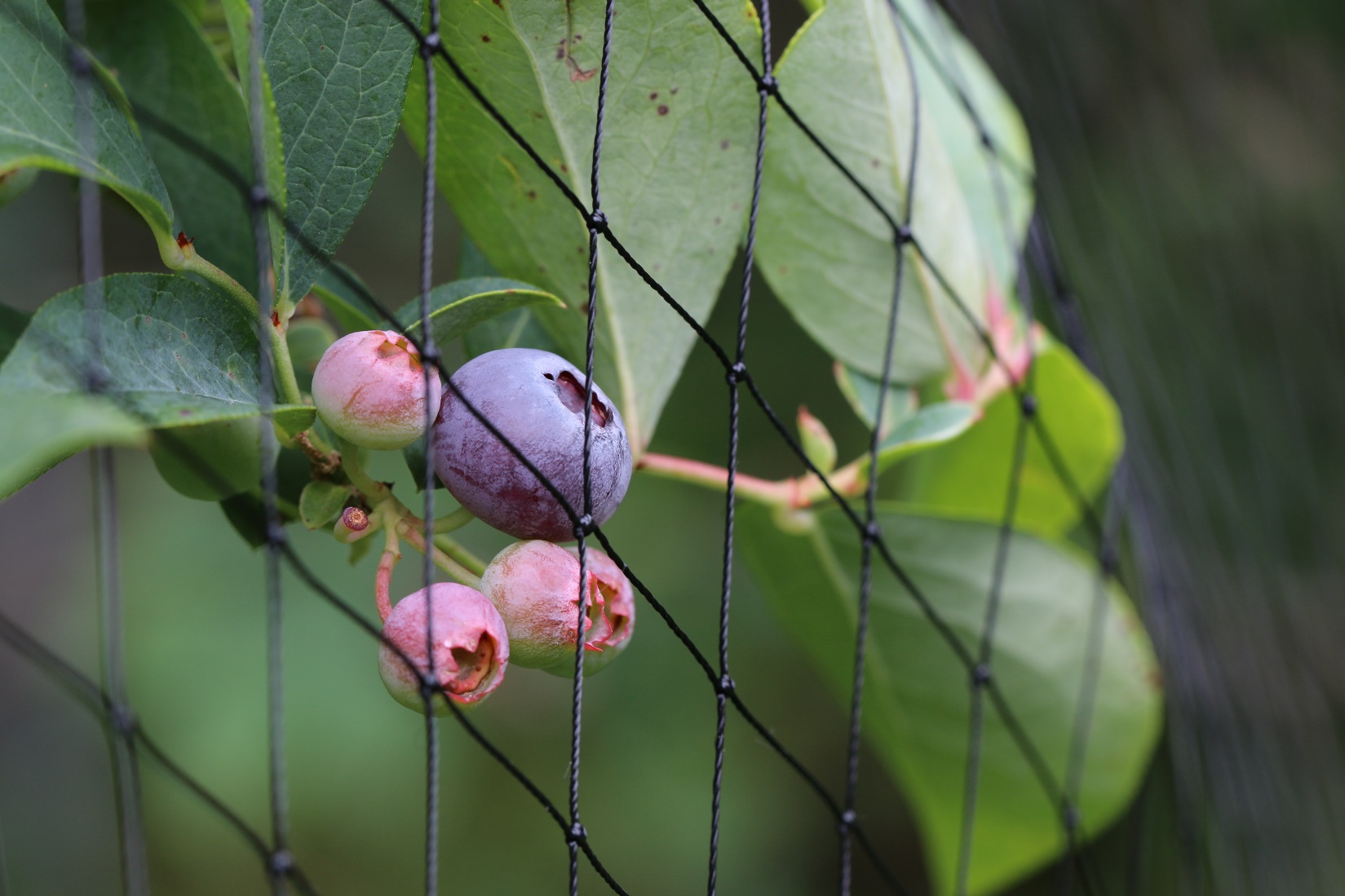 Protecting Berries from Birds  Home & Garden Information Center