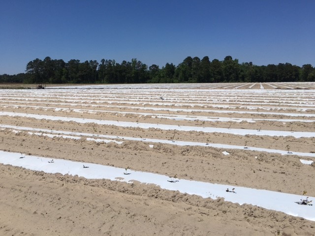 Blueberries planted on plastic mulch covered beds. The plastic reduces the development of weeds, thereby reducing competition for the newly planted blueberry plants. Bruce McLean, ©2021, Clemson University