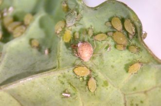 Cabbage aphids shown under 25x magnification. The light-colored, swollen aphid has been parasitized by a parasitic wasp.