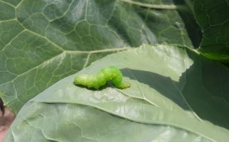 Cabbage loopers are large caterpillars that are fatter on the tail end than the head.