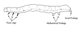 Cabbage loopers have only two pairs of abdominal prolegs, making it easy to distinguish them from other brassica caterpillars. All others have four pairs. Monica Farfan, ©2019, Clemson University