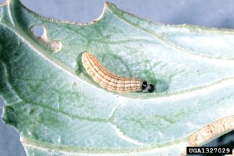 Cabbage webworm (Hellula rogatalis) showing lengthwise stripes and a dark-colored head.