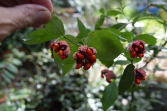 Colorful fruit of American euonymus. Laura Lee Rose, ©2012, Clemson Extension