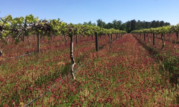 SC Fruit and Vegetable Field Report – April 26, 2021