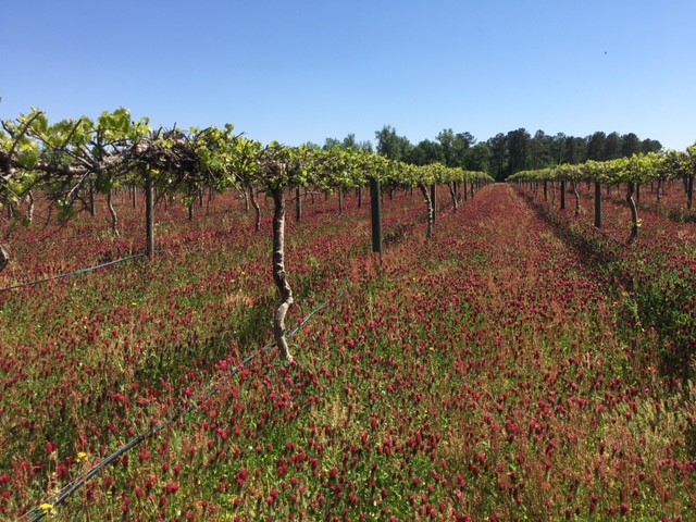 Crimson clover cover crop in a muscadine vineyard is a beautiful sight to see. It serves as a great habitat for beneficial insects. Bruce McLean, ©2021, Clemson University