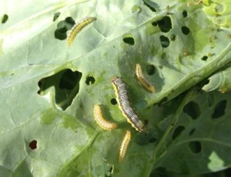 Crossed-striped cabbageworm larva (Evergestis rimosalis) have alternating black and white stripes across their back and a yellow stripe that travels the length of their body on either side.