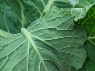Diamondback moth caterpillars are small (up to 0.5 inches) but are the most serious insect pest of brassica crops in South Carolina.