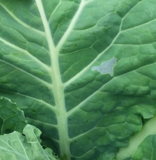 Diamondback moth feeding damage often does not go all the way through the leaf, creating a “window-pane” appearance where the upper cuticle is left intact.