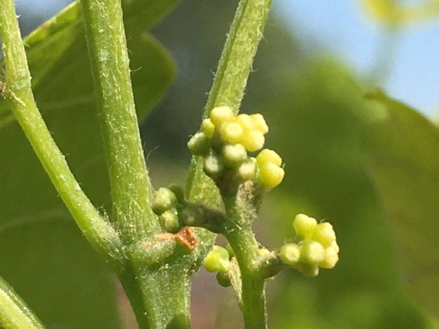 Early flower bud developing on a Carlos muscadine. Bruce McLean, ©2021, Clemson University