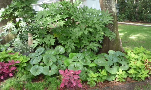 Woodland Garden