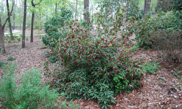Florida Anise