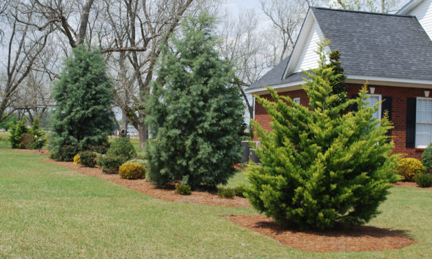 Do I have to fertilize my shrubs and trees?