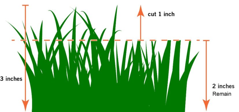 Grass Height Diagram