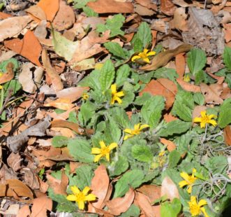 Green & gold (Chrysogonum virginianum) flowering in the woods. Laura Lee Rose, ©2021, Clemson Extension
