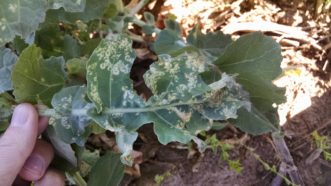Harlequin bugs create distinct feeding damage on the leaves of brassica crops.