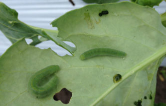 Imported cabbageworm larvae (Pieris rapae) reach a length of around 1 inch and are distinguishable by their fuzzy appearance.