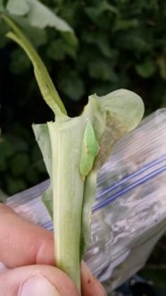 Imported cabbageworms pupate in a chrysalis attached to the host plant.