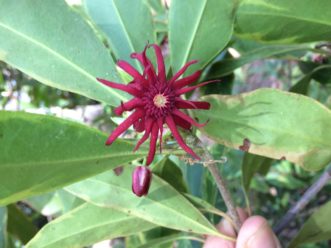 In April, Florida anise-tree bursts into bloom with 1- to 2-inch wide star-shaped, maroon-red flowers. Bob Polomski, ©2021, Clemson Extension