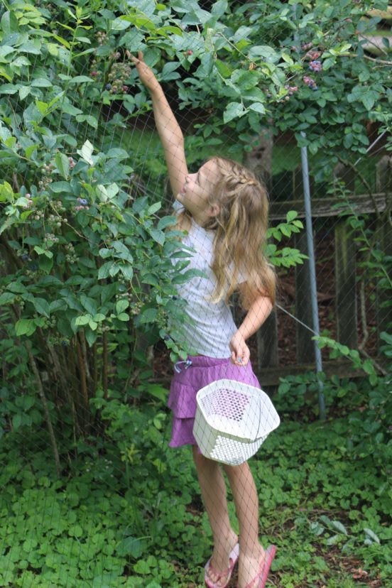 Instead of removing the netting to harvest, crawl under and pick from underneath. Cory Tanner, ©2021, Clemson Extension