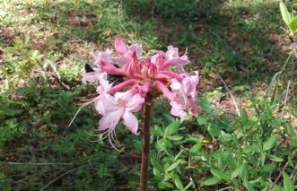 Pink native azalea. Laura Lee Rose, ©2012, Clemson Extension
