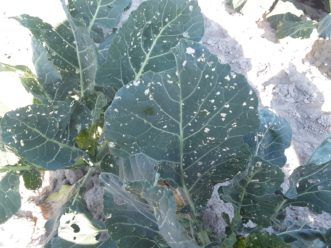Severe DBM damage can occur quickly if the garden is not scouted frequently and regularly.