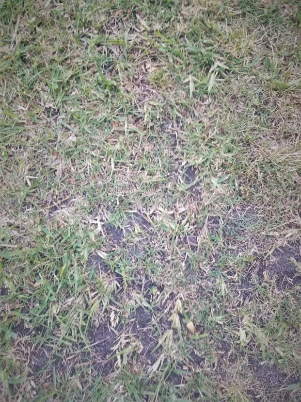 St. Augustine lawn looking thin and developing bare spots from repeated scalping. Jackie Jordan, ©0202, Clemson Extension