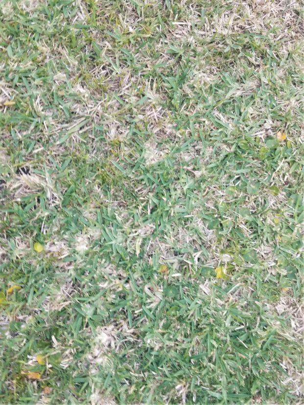 St. Augustine lawn that has been scalped, Repeated scalping diminishes the turf's energy. Jackie Jordan, ©0202, Clemson Extension