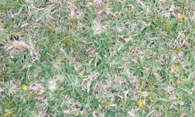 Mowing Height Matters