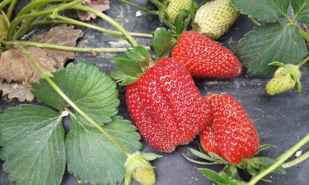 SC Fruit and Vegetable Field Report. – April 12, 2021