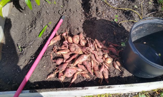 Sweetpotatoes