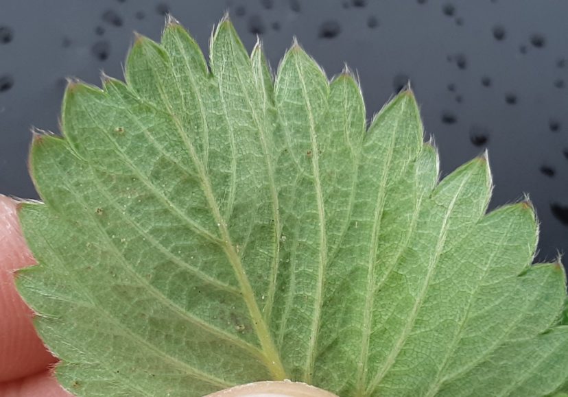Taking good photos of spider mites is tough but, on this leaf, you can see several two-spotted spider mites. Don’t wait until you see symptomatic damage to manage this pest.Zack Snipes, ©2021, Clemson University