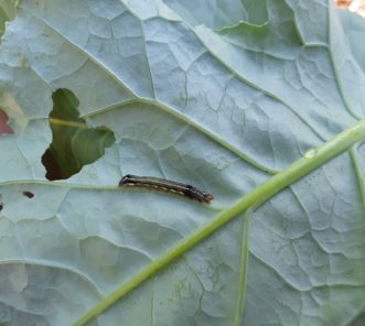 The Southern armyworm (Spodoptera eridania) has a reddish-brown head and a dark spot on either side just behind its last pair of true legs.